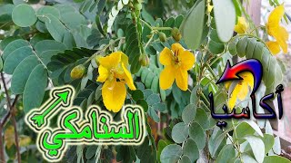 الفرق بين السنامكي والاكاسيا  Cassia Angustifolia [upl. by Enert]