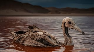 O MISTÉRIO DOS ANIMAIS QUE VIRAM PEDRA NO LAGO NATRON [upl. by Flessel]