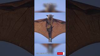 Acerodon Jubatus  A Megabat of the Philippines shorts animalplanet wildlife [upl. by Ennasirk]