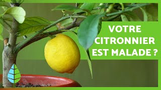 NUISIBLES et MALADIES du CITRONNIER 🦟🍋 Comment les combattre [upl. by Maillw]