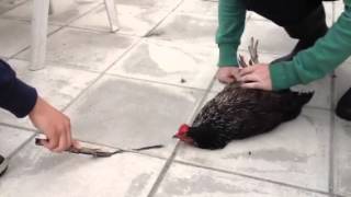 Amazing trick how to hypnotise a chicken Check it out and learn for yourself [upl. by Hgielhsa150]