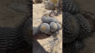 Cuantos años le ponen a esta Copiapoa cactus 🤯 [upl. by Meesak]