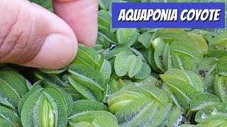 Aquaponia  Atualização do Tanque de Salvínias na Criação de Peixes [upl. by Pollerd753]