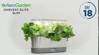 Harvest Elite Slim Stainless Steel 2018 Lettuce Timelapse [upl. by Ybrik]