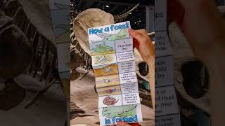 How a fossil is formed foldout sequencing activity for third gradekey stage 2 [upl. by Cohleen]