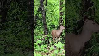 athirappilly waterfall ghatroad deer wildlife youtube shortvideo shortfeed [upl. by Ezirtaeb520]