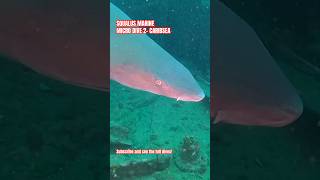 Squalus Marine Micro Dive 2 Caribsea Shipwreck scuba scubadiving fishing [upl. by Willow176]