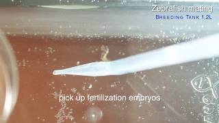 HOWTO Zebrafish easily mating and collecting embryos by GENDANIO [upl. by Vivianna]