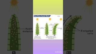 Working of Auxin Hormone l Key Concept l CBSE l Class X [upl. by Luke483]