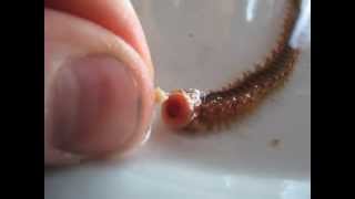 HandFeeding Bristleworms Hermodice sp [upl. by Zalucki]