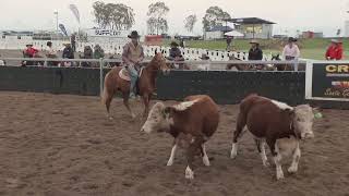 Willinga at Juandah Plains Campdraft Day 3  Session 1 [upl. by Louanna]