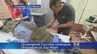 Wounded Croc Undergoes Surgery At Zoo Miami [upl. by Eidualc]