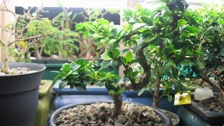 How to Care for a Sweet Plum Bonsai [upl. by Nissa]