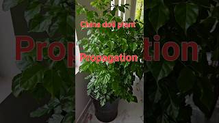 China Doll Plant or Radermachera sinica youtubeshorts gardening viral [upl. by Con]