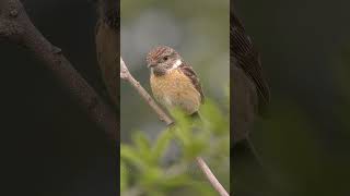 European Stonechat ♀  Schwarzkehlchen shorts [upl. by Adamina]