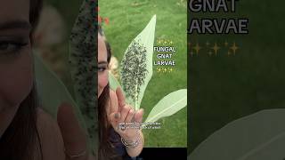 Gnats amp Fungal gnat larvae on plant leaves garden gardening pests fungalgnats gnat larvae [upl. by Havot402]