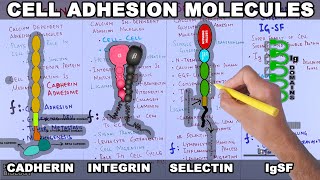 Cell Adhesion Molecules  Structure and Types [upl. by Yadsendew]