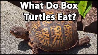 What Do Box Turtles Eat [upl. by Merdith]