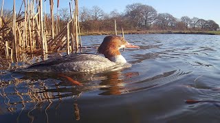 Female Goosander dives for fish [upl. by Ainekahs]