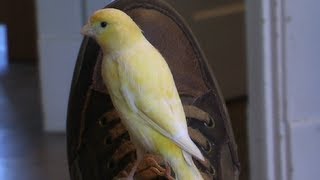 Canary Flying around the house  Super Hand Tame [upl. by Aihceyt]