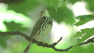 Ovenbird [upl. by Ainerol512]