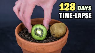 Growing Kiwi Plant From Seed 128 Days Time Lapse [upl. by Hastie398]