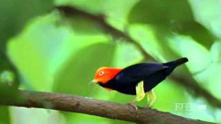 Moonwalk Manakin Bird [upl. by Monroe953]