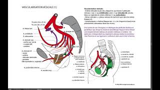 3 VESSIE VASCULARISATION 1 [upl. by Tsepmet142]