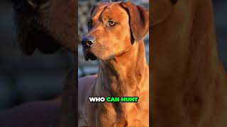 Rhodesian Ridgeback  Interesting Facts [upl. by Ikkela]