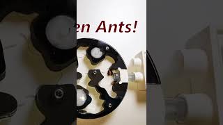 13 Queen Ant Experiment  1 Year later [upl. by Ilahtan]