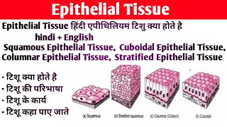 Epithelium tissue Anatomy and physiology  Type of epithelium tissue  Structure  Functions [upl. by Anuahsed]