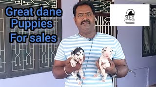 Great dane puppies for sales கிரேடன் நாய் குட்டிகள் விற்பனைக்கு [upl. by Sverre]