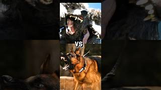 GERMAN SHEPHERD VS ROTTWEILERDOBERMAN australian cattle doglabrador PapillonetcintelligenceP2 [upl. by Minnie]