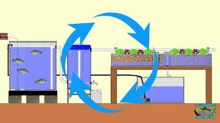 3 Easiest DIY Aquaponic Systems Builds [upl. by Alejandra615]