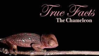 True Facts About The Chameleon [upl. by Thanos]