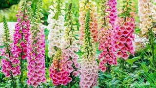 11 of the Best Foxglove Varieties for Your Garden [upl. by Ailev]