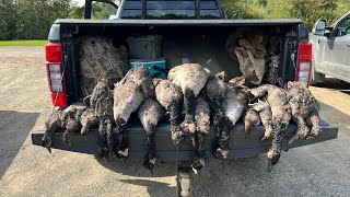 Ouverture chasse aux canards 2023  Mixed Bag [upl. by Ellehsor]