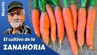 𝗭𝗔𝗡𝗔𝗛𝗢𝗥𝗜𝗔 COMO SEMBRAR Y CULTIVAR ZANAHORIAS  HOW TO GROW CARROTS [upl. by Ahsinhoj]