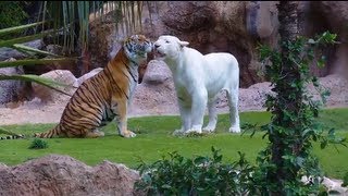 White Tiger vs Bengal Tiger  Loro Parque  Tenerife Full HD [upl. by Reprah304]