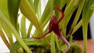 Orchid care growing Masdevallia herradurae care and culture [upl. by Enoved]