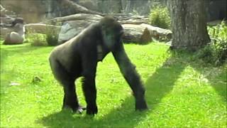 Video for Kids  Animals  Gorillas [upl. by Jo-Anne]