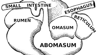 Digestive Systems of Livestock Anatomy [upl. by Teddy]