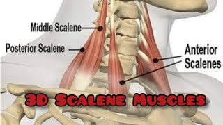 Scalene Muscles 3D origin insertion Anterior middle and posterior scalene Muscles [upl. by Enamart545]