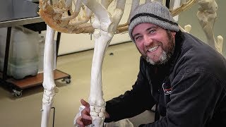 The Equine Skeleton  Thoracic Fore Limb with Paul Conroy Bsc Hons [upl. by Morvin]