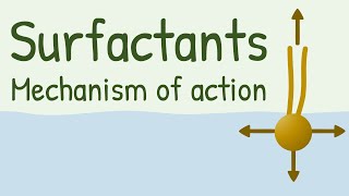 Surfactants Mechanism of Action [upl. by Jobye]