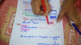 SIMPLEST explanation of integumentary system developmentMOST IMP TIPSpart 1 [upl. by Ayar]