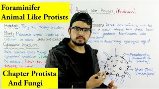 Animal Like protists FORAMINIFERA  Chapter protista and Fungi [upl. by Akierdna]