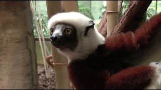 Sifaka Lemur Training  the Maryland Zoo [upl. by Llehsyar]