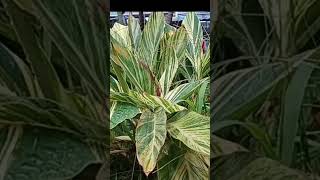 quotZEBRA PLANTCALATHEA ZEBRINAquotlenlineofwvlog0601 [upl. by Irrehc48]