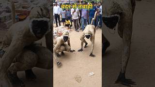 बंदर से तबाही 🐒🐒🐒 viral funny prank comedy bhojpuri funny prank trending shortfeed shorts [upl. by Biddy]